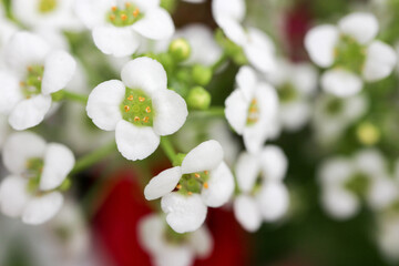 Alyssum maritimum small white beautiful flowers close up