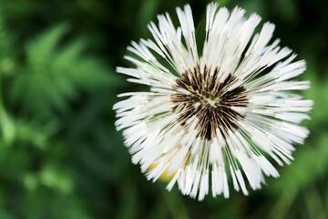 wet white dandelion flower with seeds after the rain closeup