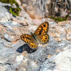 butterfly - papillon