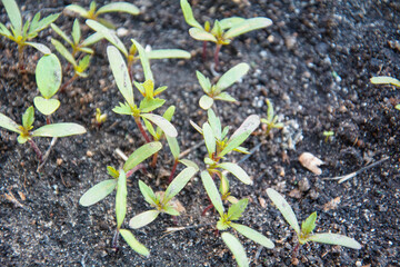 green grass grows in the summer in the garden, Vegetable garden, greens, sprouts, flowers, young...
