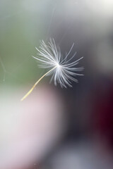 dandelion seed stuck in the spider's web closeup