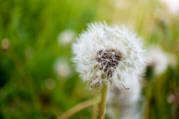 dandelion seed head ( blowball ) on the meadow background