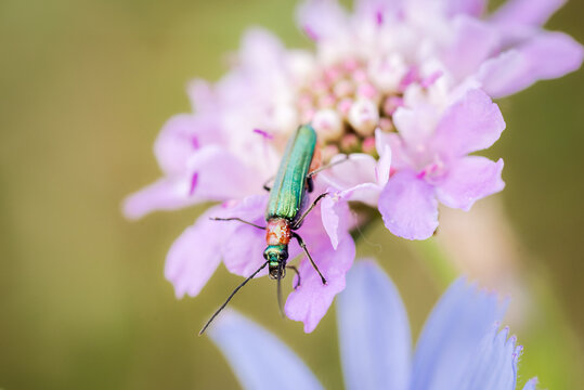 emerald green beetle, spanish fly, Lytta vesicatoria, feeding from a wild magenta flower making natural complementary colors