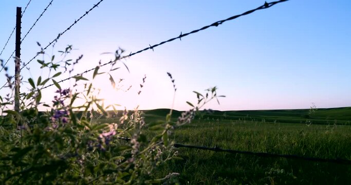 flint hills prairie flower along barbed wire fence at sunset
