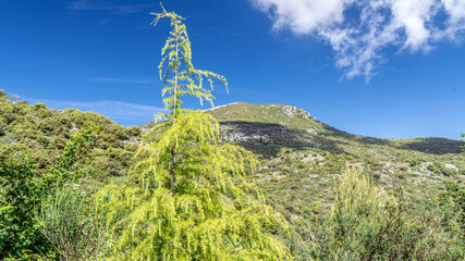 Obraz premium Paysage de montagne dans le Sud de la France