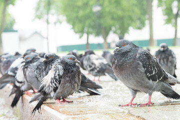 Pigeons sitting on the curb. Rain and bad weather, cold and bad weather. Wet pigeons in the rain. The concept of homelessness and restlessness.