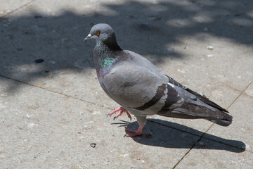 Pigeon walking on paving stones in the city . One dove stand up on marble wall . Feral pigeons, also called city doves, city pigeons, or street pigeons Doves .