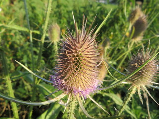 Beautiful photo of thistles with dry skewers