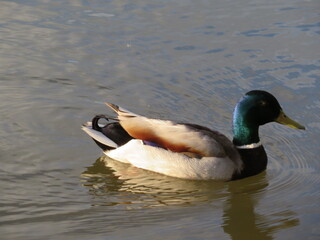 animal bird bird swim pen colors water fly