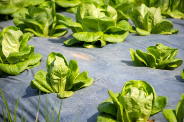 Fresh green lettuce in the organic vegetable farm.