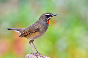 Siberian Rubythroat