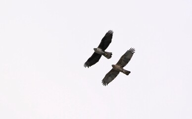 Bonelli's Eagle (Hieraaetus fasciatus), Greece