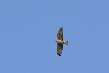 Bonelli's Eagle (Hieraaetus fasciatus), Greece