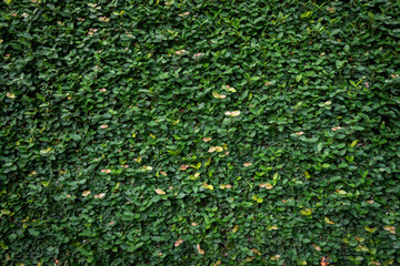 Green leaf wall texture background. Vine on the wall.