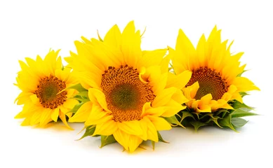Wandaufkleber Gruppe gelber heller schöner Sonnenblumenblumen. © Galyna