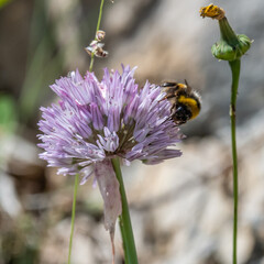 Insect on flower
Insecte sur une fleur