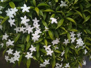 amazing beautiful flower
