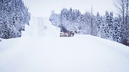 Caribou on the icy road