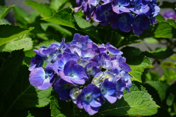 Hydrangea in the park began to bloom