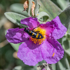 Insect on flower
Insecte sur une fleur