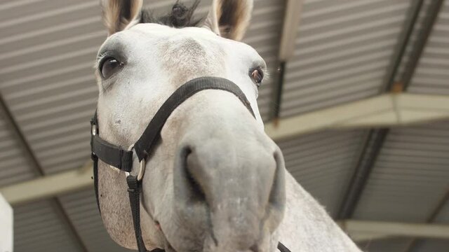 white horse in stables slow motion	
