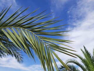 leafs of palm tree in sahara desert of Algeria