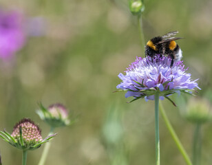 Insect on flower
Insecte sur une fleur