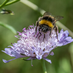 Insect on flower
Insecte sur une fleur