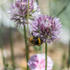 Insect on flower
Insecte sur une fleur