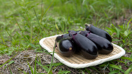 eggplant in a basket