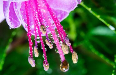 Bright violet fuchsia in full bloom macro shot close up. Fully opened flower of fuchsia with some...