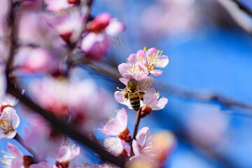 A bee enjoying the nectar on a flower apricot tree.