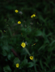Yellow little flowers in the garden