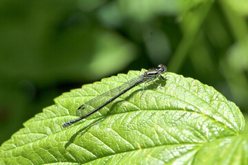  Coenagrion puella - Hufeisen-Azurjungfer -Weibchen
