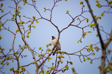 bird sits on a branch against the sky