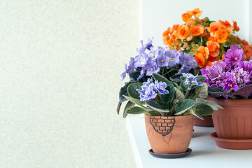 Fototapeta na wymiar Household flowers - violets and begonias - on the balcony. Hobbies, lifestyle. 
