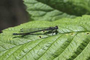  Hufeisen-Azurjungfer - Coenagrion puella - Weibchen