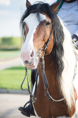 pinto in the summer on the street