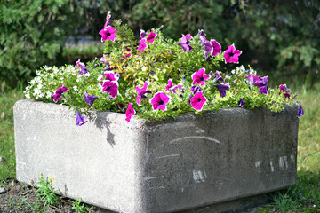 Flowerbed with petunias 
