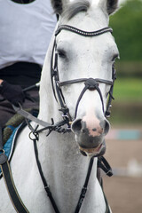 Obraz premium white horse with rider