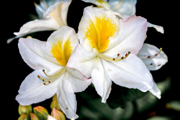 Fototapeta na wymiar White rhododendron macro close up shot. Flower is in full bloom and opened. 