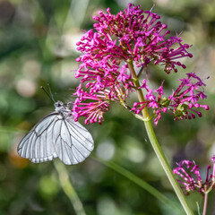 butterfly on flower - Papillon sur une fleur