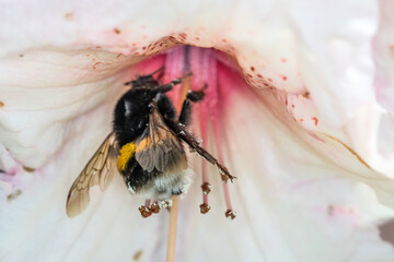 Small bumblebee inside white rhododendron macro shot