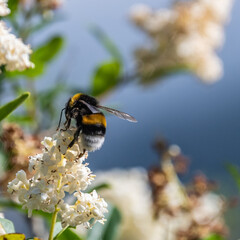 Bee on flower - bourdon sur une fleur
