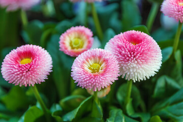 Bellis perennis flowers © borisb17