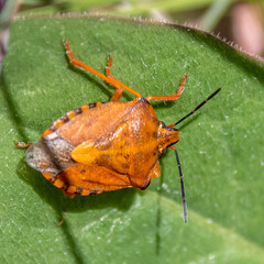 Insect on flower - insecte sur une fleur