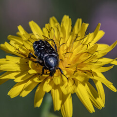 Insect on flower - insecte sur une fleur