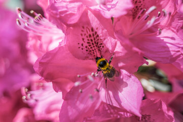 Little bumblebee on a pink rhododendron flower collecting nectar macro close up shot in Amsterdam Amstel park botanic garden 