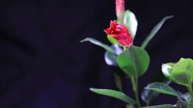 A Bunch Mandevilla Blooming