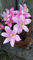 Pink rain lily flowers bokeh in flower gardening 